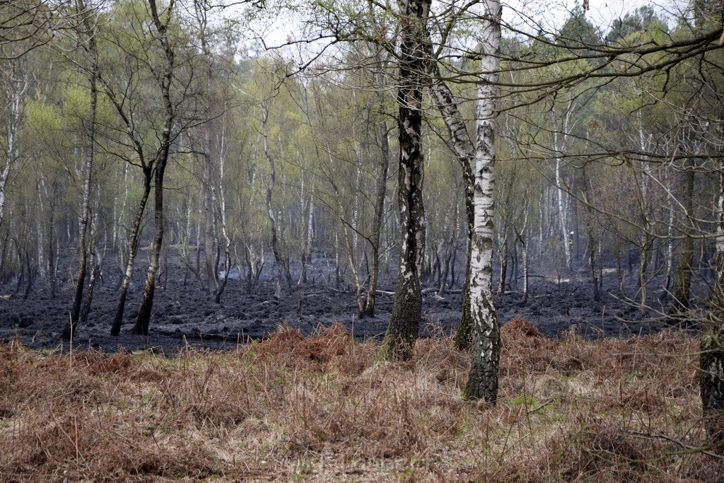 Waldbrand Wahner Heide Troisdorf Eisenweg P094.JPG - Miklos Laubert